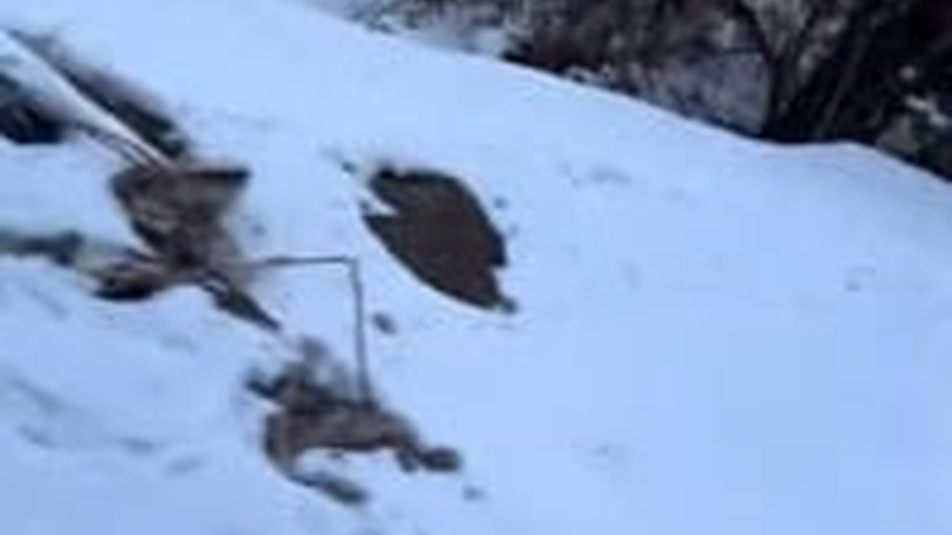 N1604020_He Rescued a Trapped Puppy… Then Gave It a Home #SaveDogs #Rescue