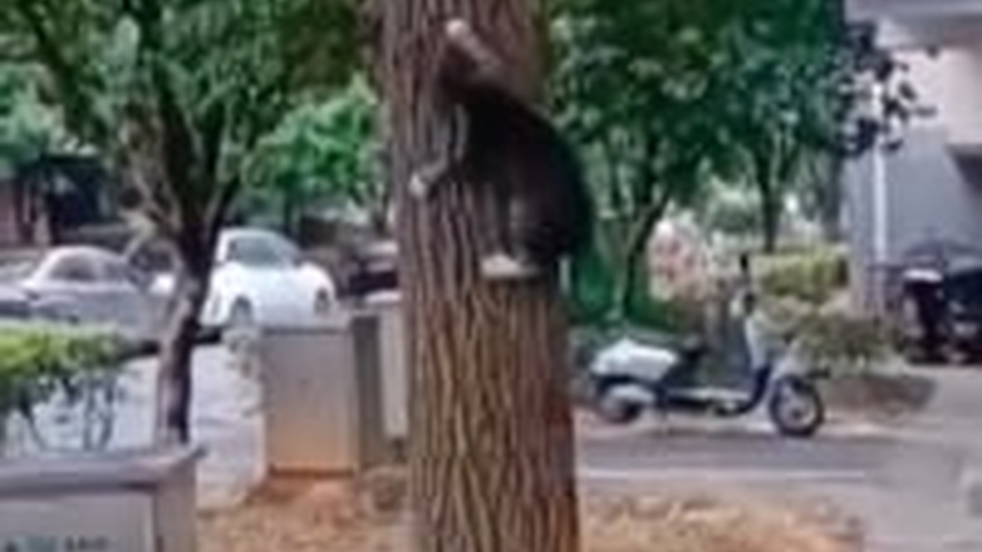 N1604021_Surrounded by Dogs… The Cat Had No Escape #RescueCat #SaveLife