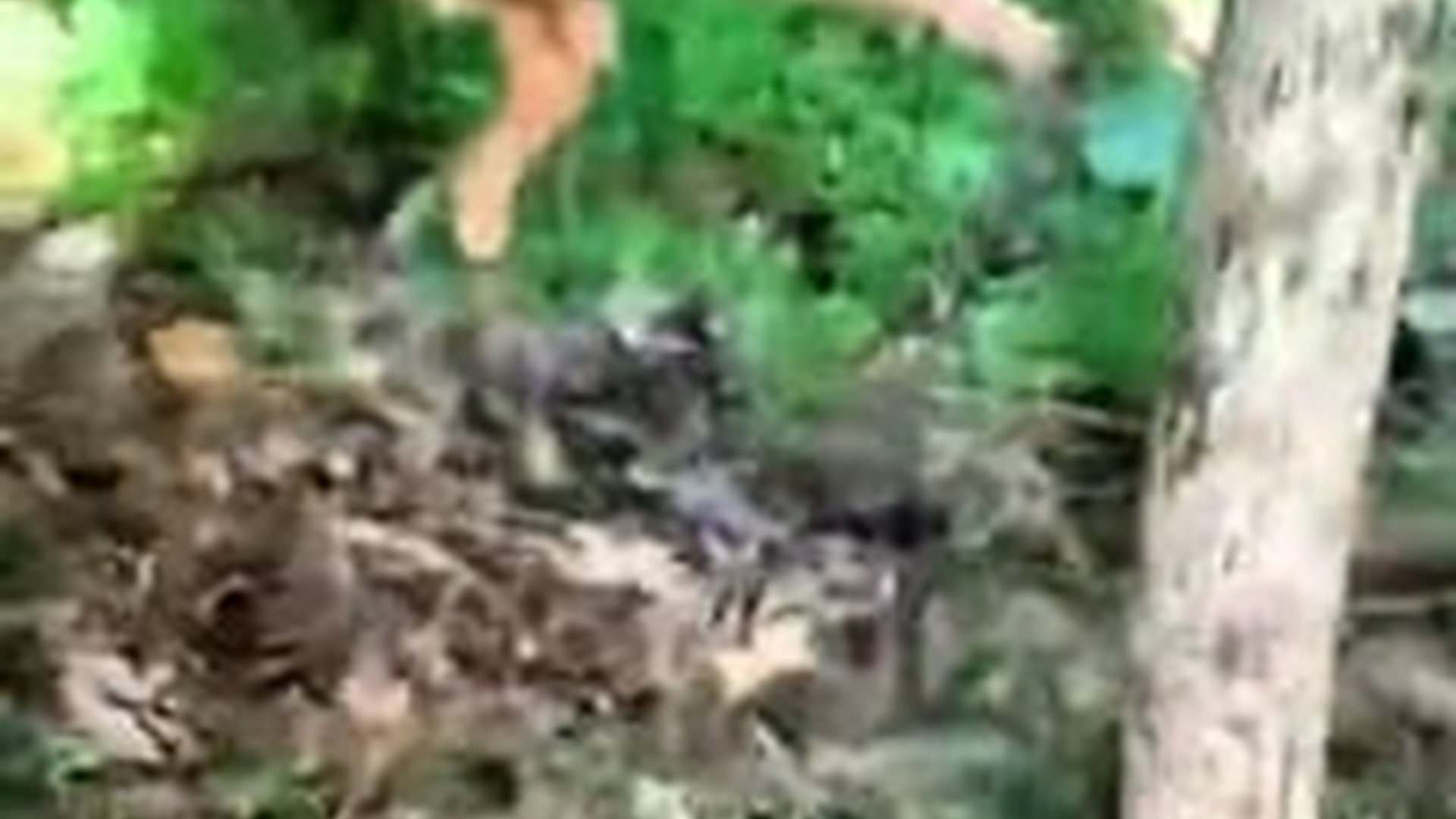 N1604056_Trapped in a Fence… The Baby Deer Couldn’t Escape #Rescue #SaveLife