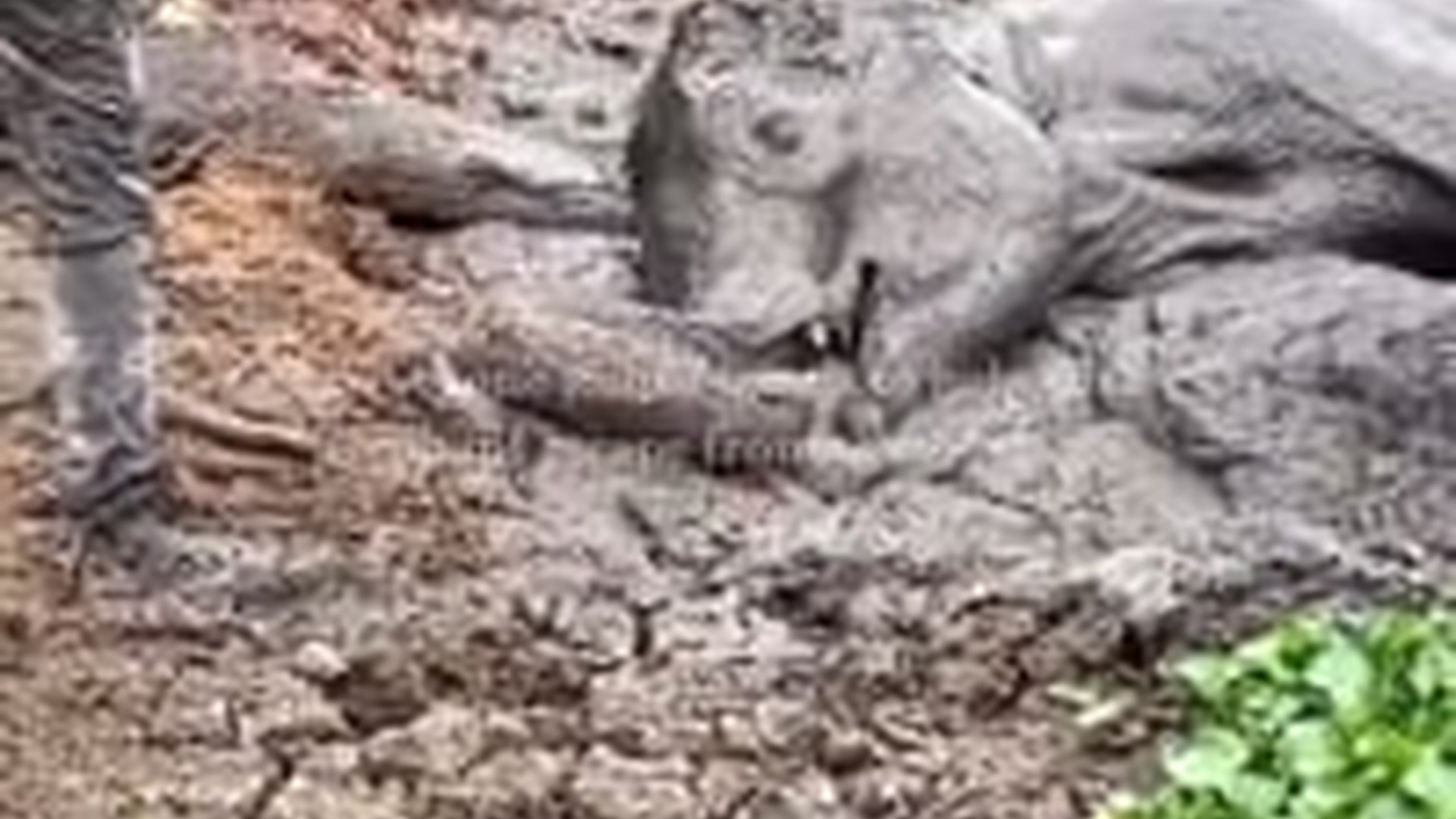 N1604061_Weak and Trapped… The Elephant Was Sinking Deeper #Rescue #SaveAnimals