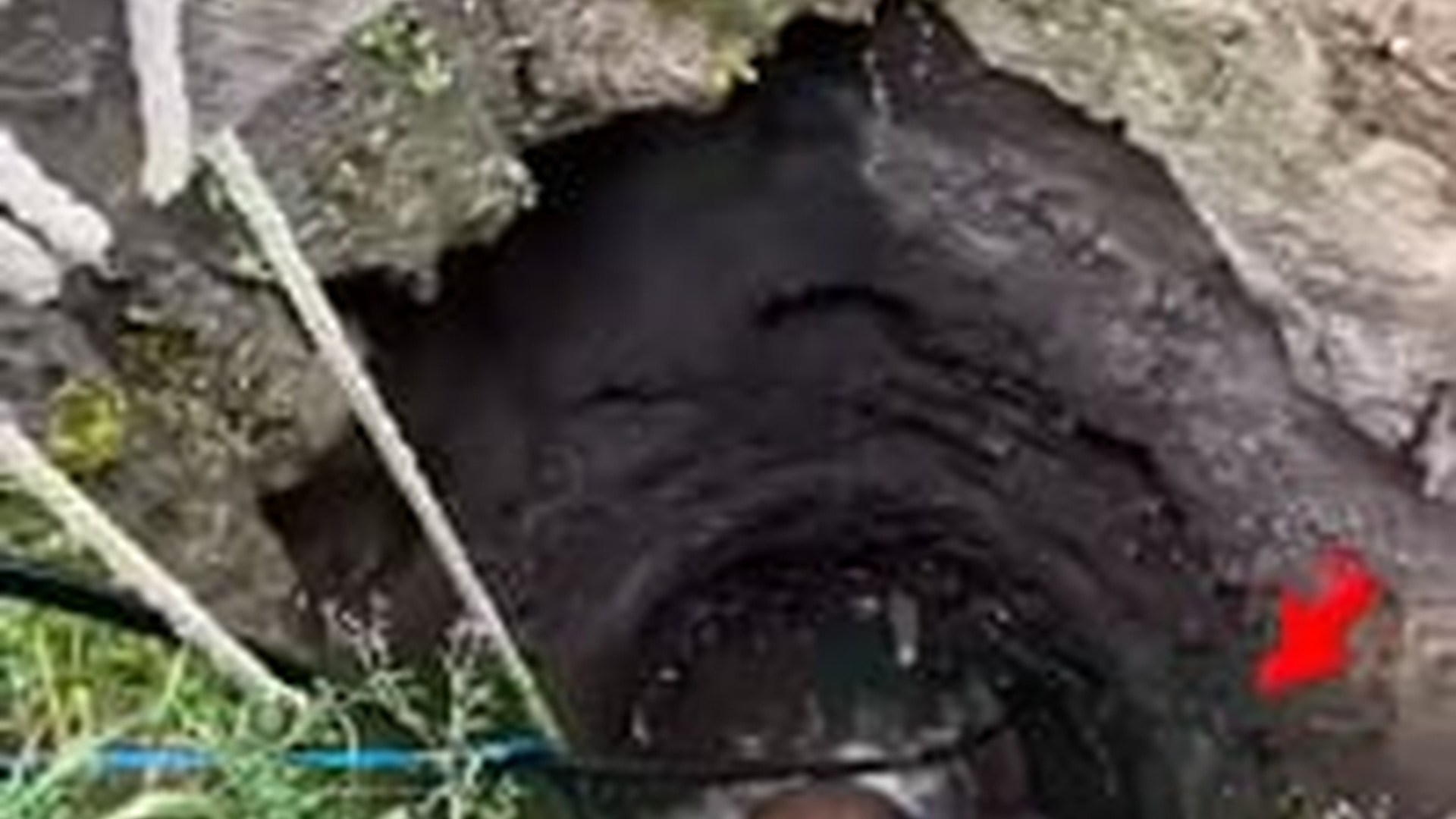 N1604063_The Lion Fell Deep… and Couldn’t Climb Back Up #Rescue #SaveAnimals