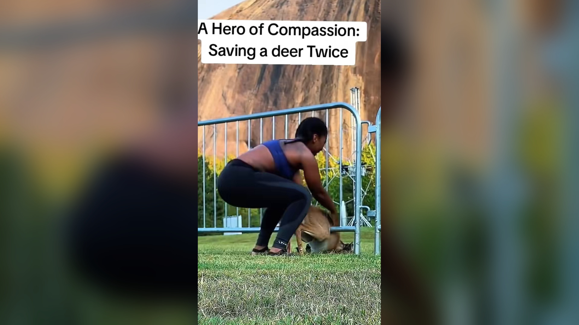 N1804041_Rescued Twice… The Deer Refused to Give Up #SaveAnimals #Rescue