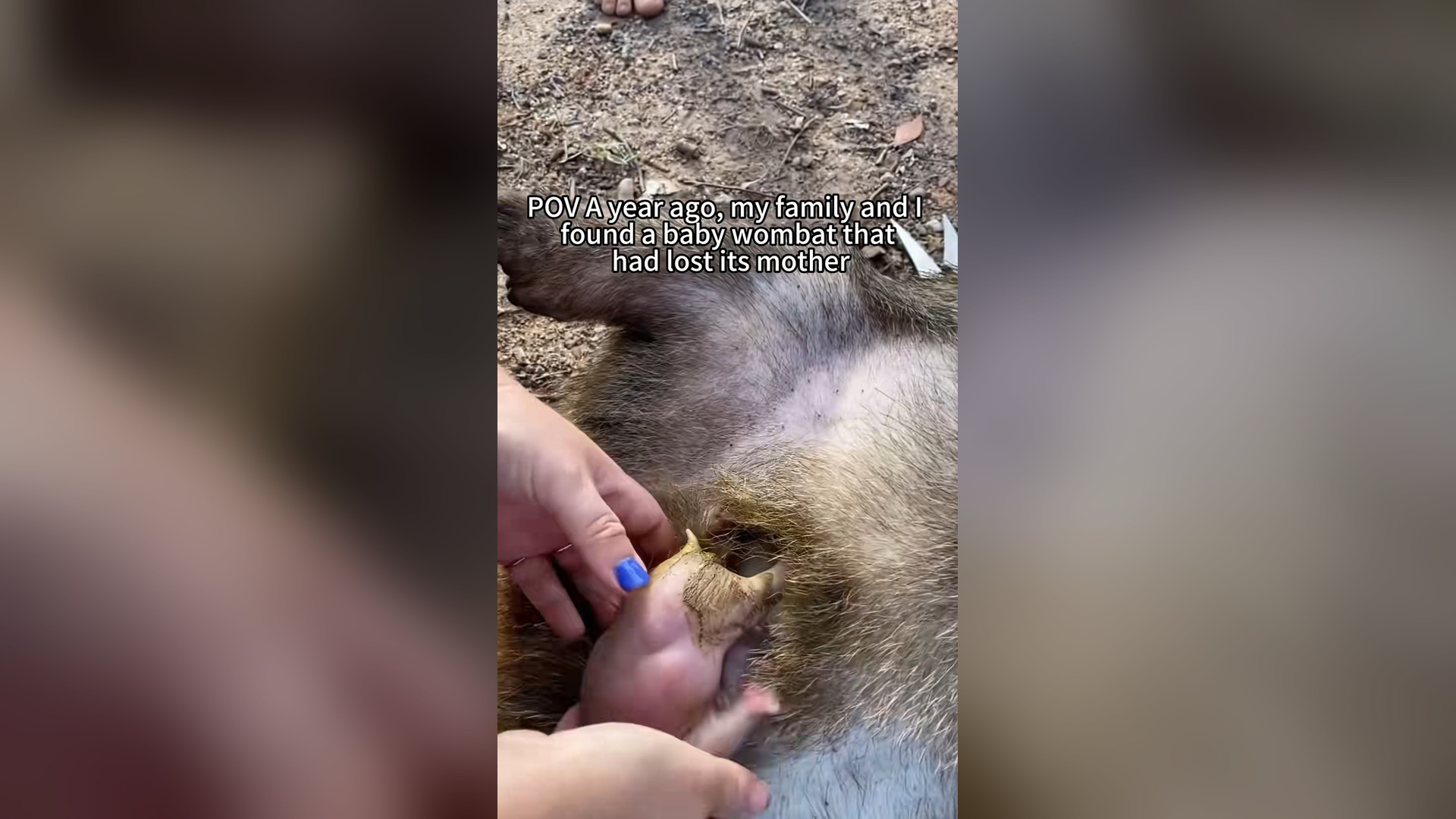 N2104003_Lost His Mom… The Wombat Found a New Family #SaveAnimals #Love
