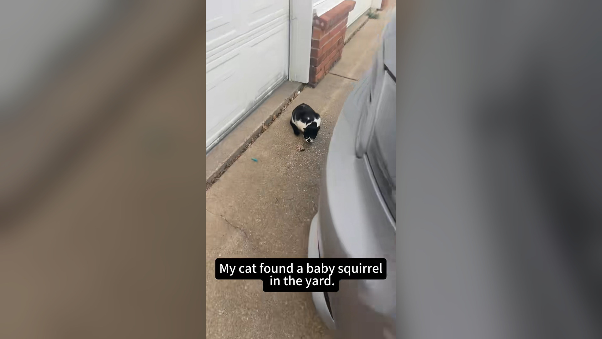 N2104004_My Cat Brought Home a Baby Squirrel… It Was Crying for Help #Rescue #Animals