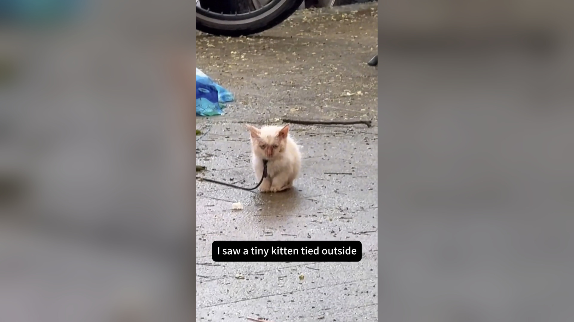 N2104011_A Barber Saved a Kitten… Giving It a Second Chance #RescueCat #SaveLife