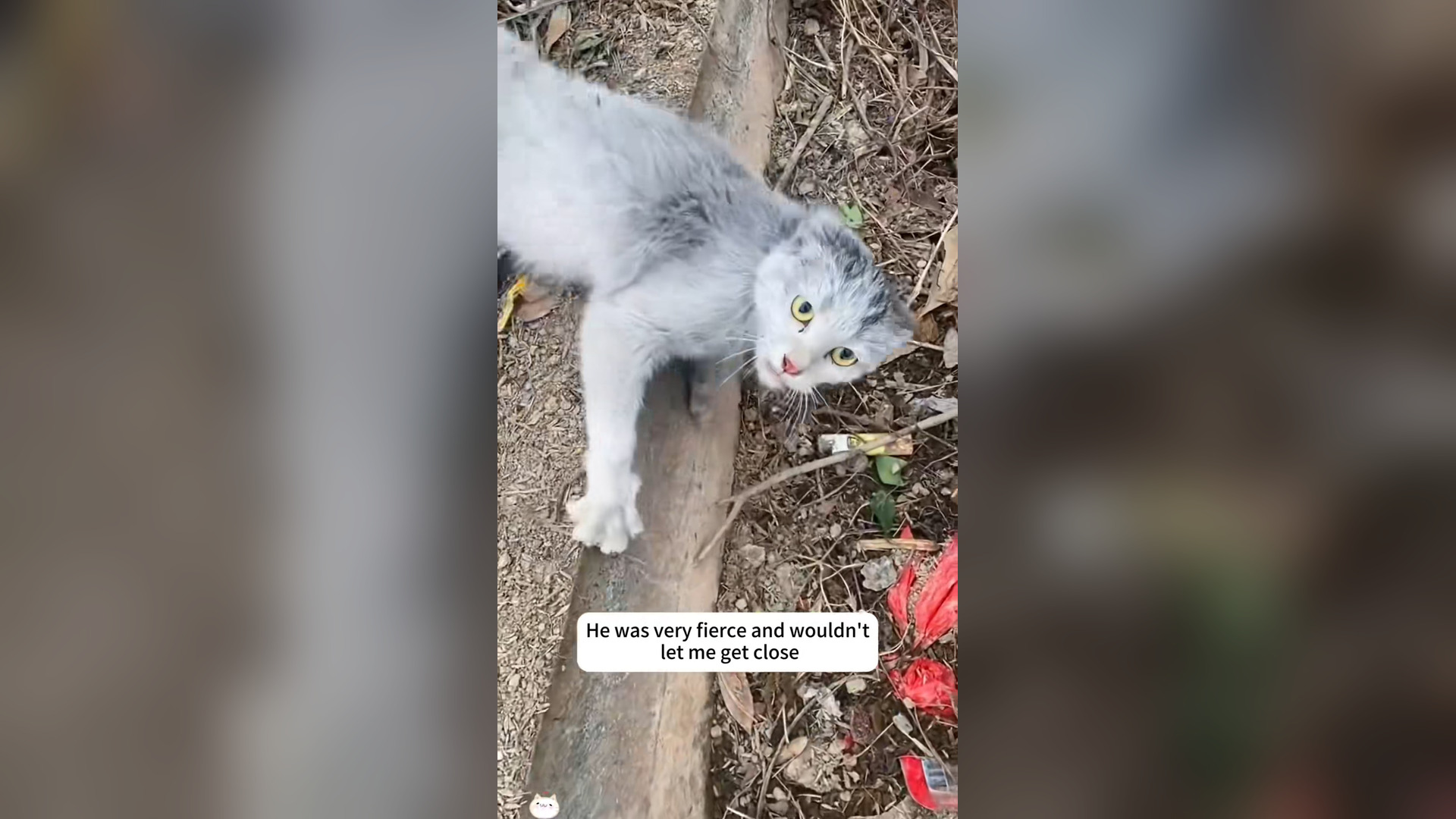 N2104014_Injured and Helpless… The Stray Cat Lay by the Road #RescueCat #SaveLife
