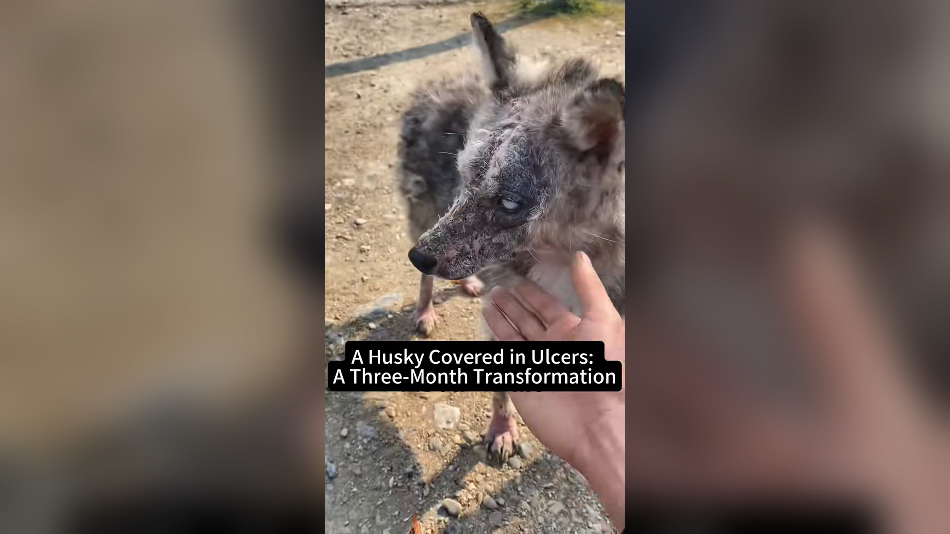 N2104016_Three Months Later… The Husky Was Completely Transformed #SaveDogs #Recovery