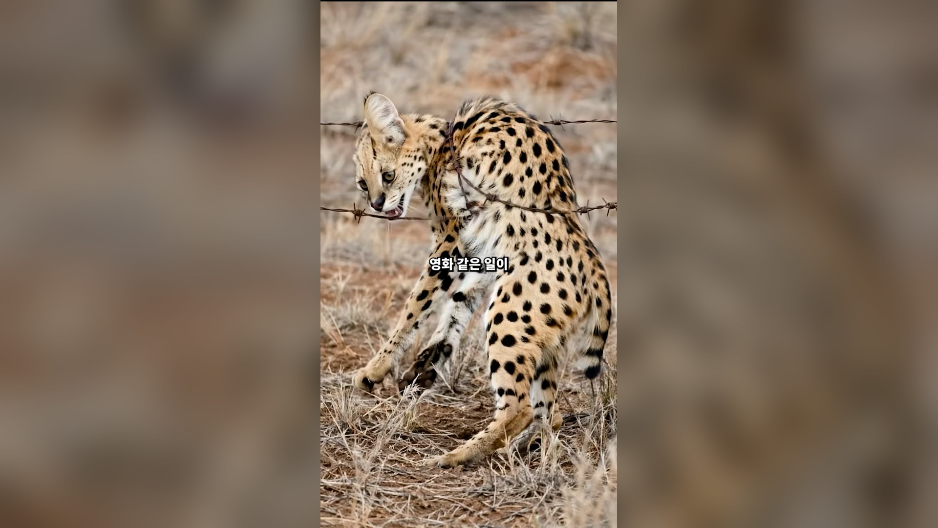 N2104031_The Man Who Saved a Serval… A Wild Rescue Story #SaveAnimals #Wildlife