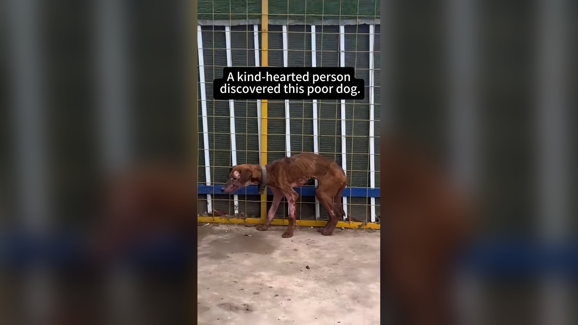 N2104002_Burned and in Pain… Yet the Dog Still Trusted Humans #SaveDogs #SaveLife