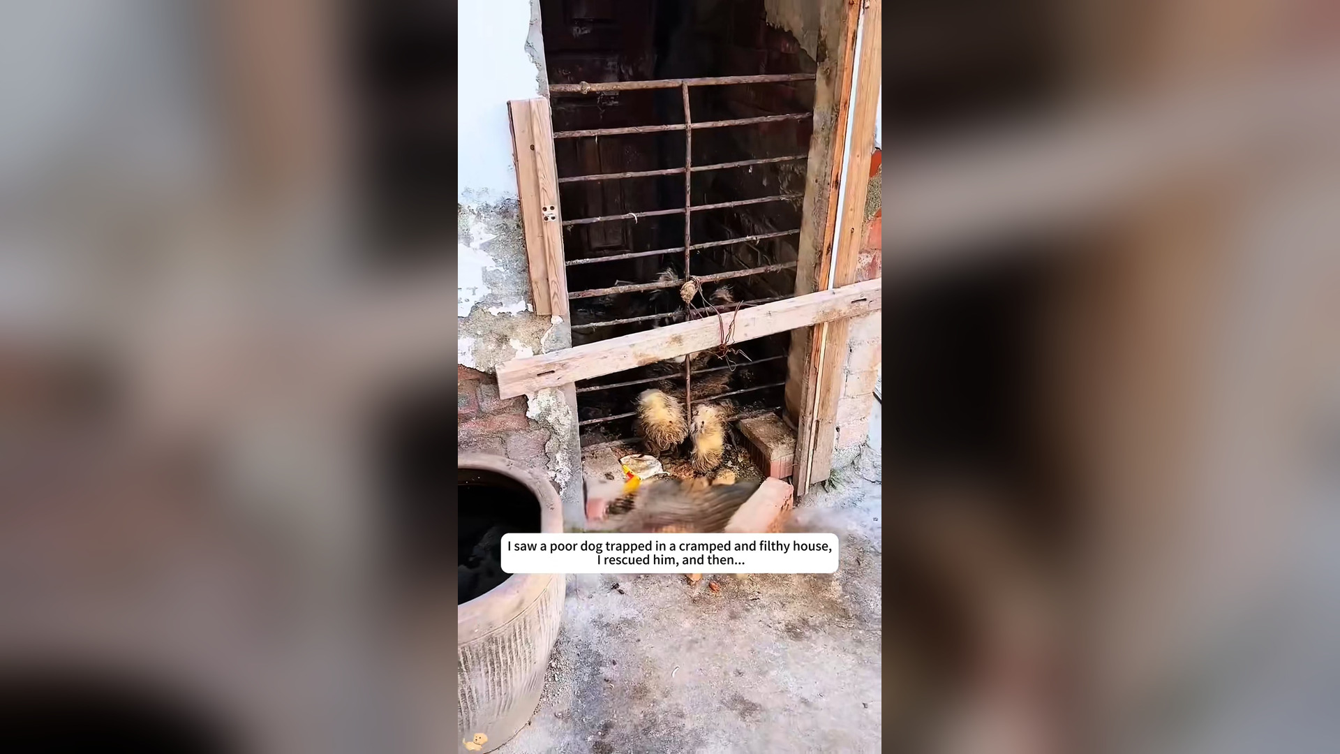 N2104056_Locked in Filth… The Dog Had Been Forgotten and Left to Suffer #SaveDogs #sad