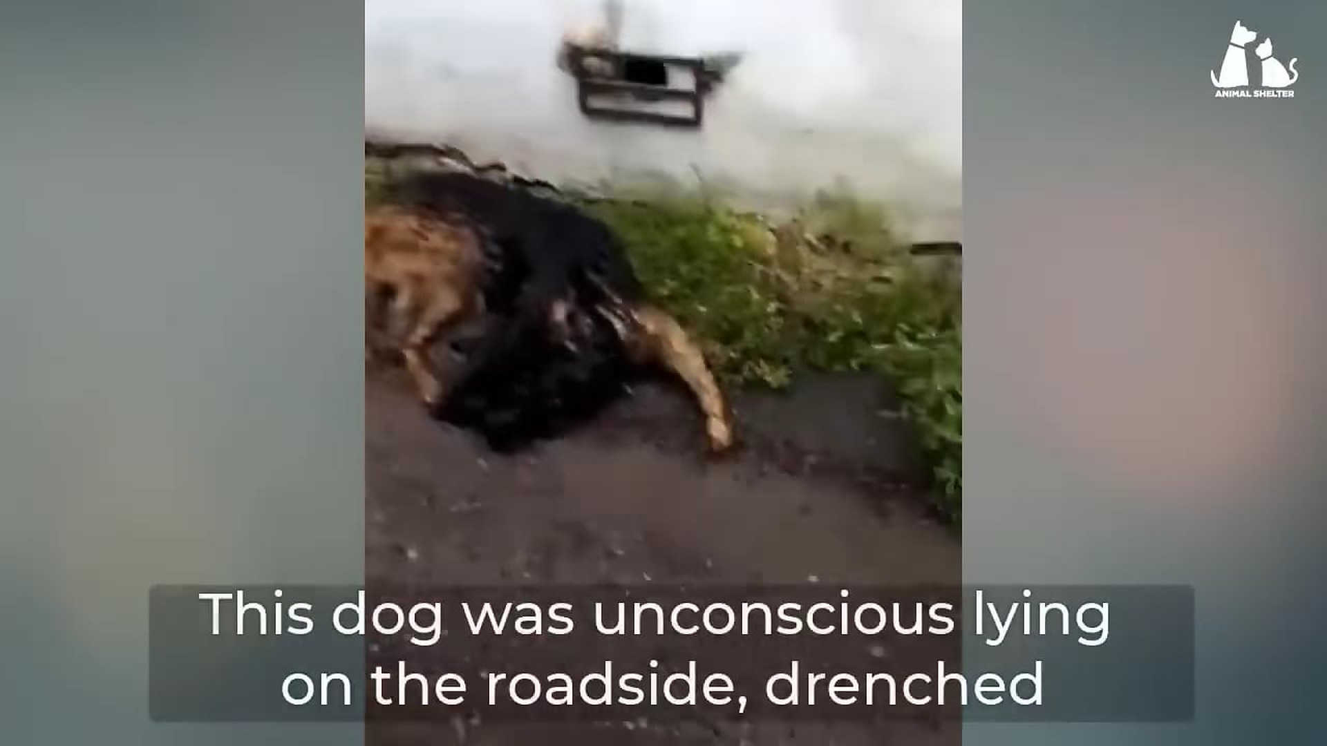 N2104084_Poisoned and Collapsing… The Dog Was Surrounded by Maggots #SaveDogs #Emergency
