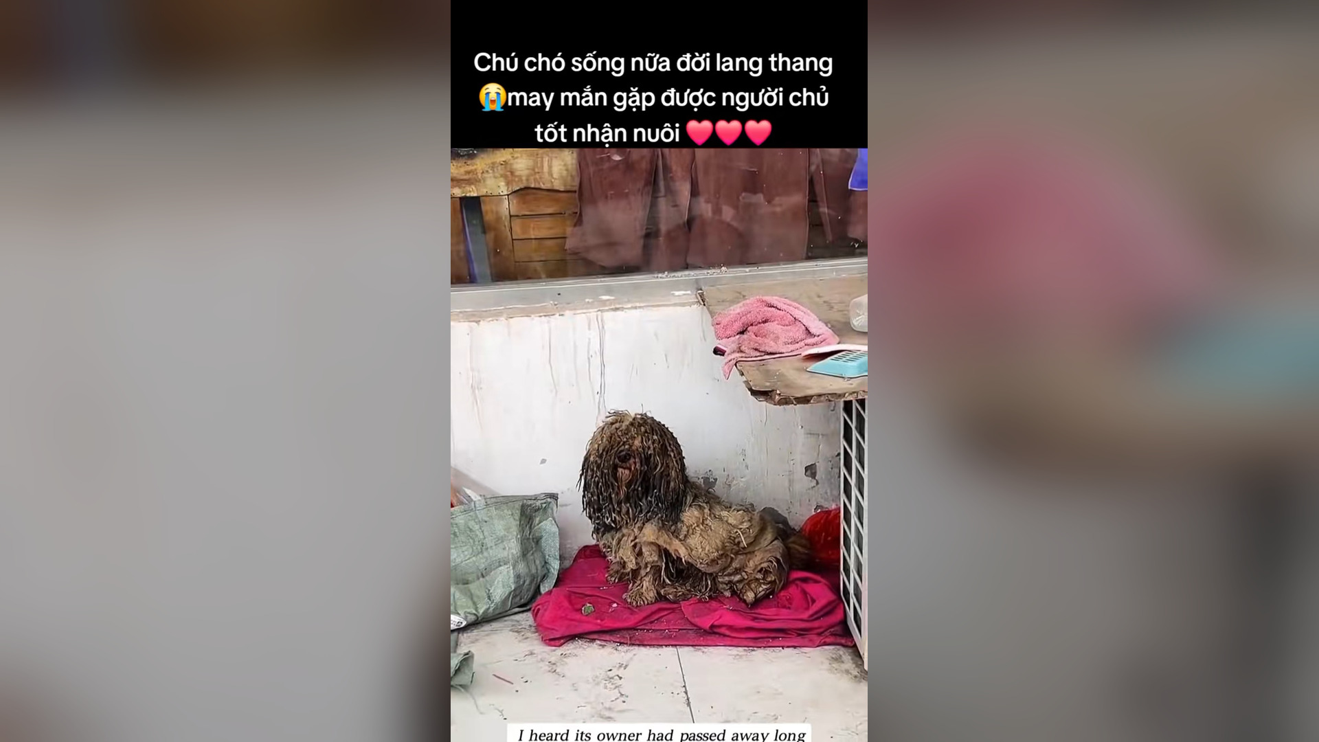 N2304006_A Lifetime on the Streets… Starving and Forgotten #Save #Viral